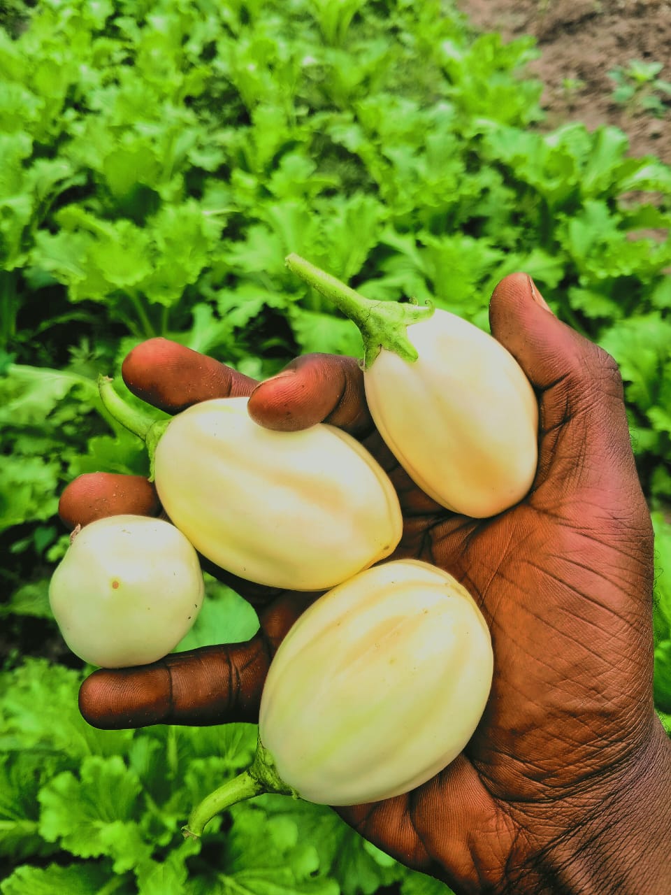 Aubergines ; nouvelle réussite à partager