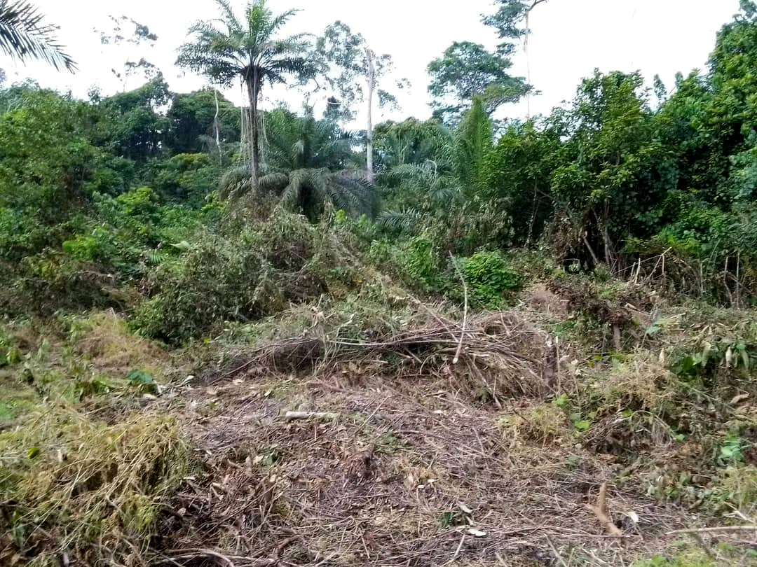 Le Champ de Forêt de Lubunga : Un Engagement pour la Conservation et la Durabilité Environnementale