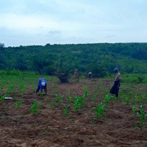 Projet  d’encadrement des  agriculteurs de  DIMBELENGE 