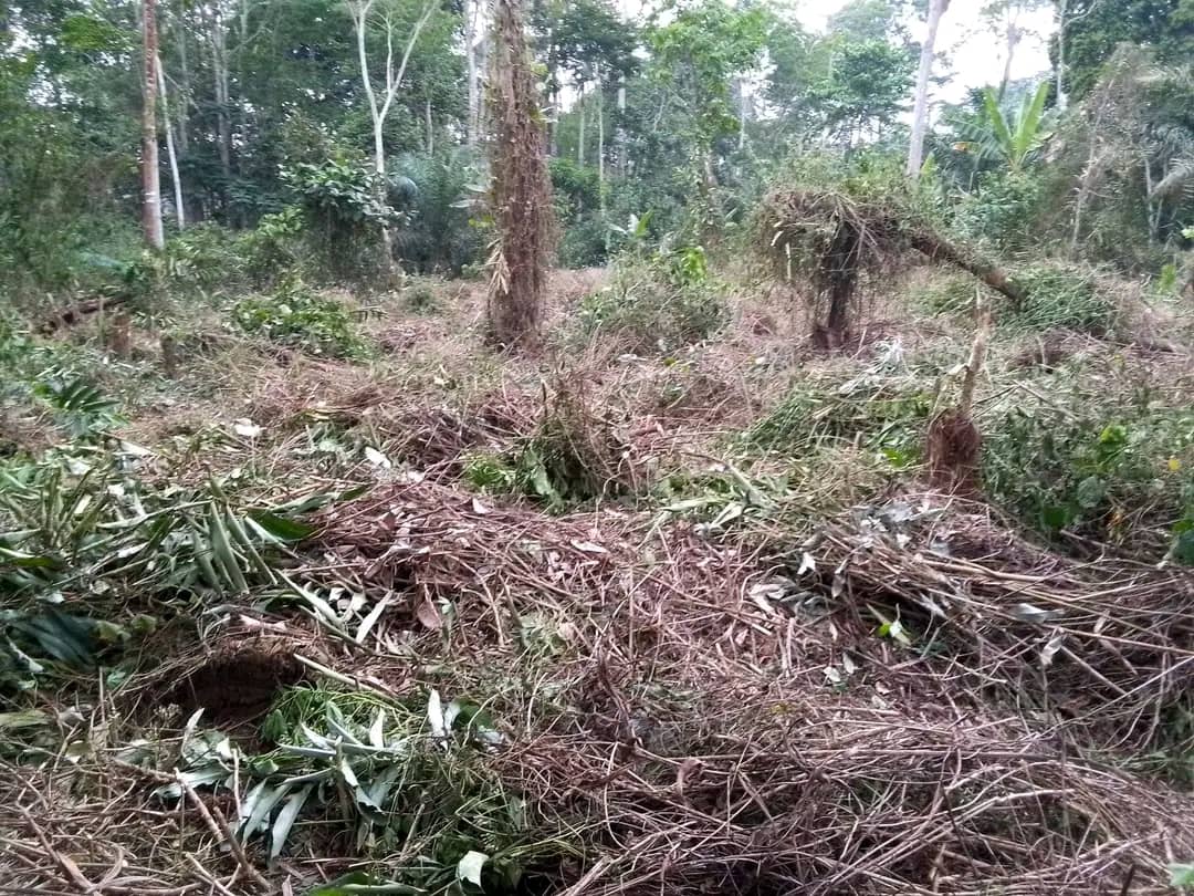 Programme  d’investissement pour la foret et  la restauration  des savanes  « PIFORES » 