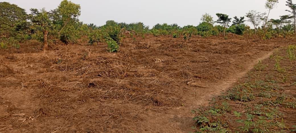 Projet  d’encadrement des  agriculteurs de  DIMBELENGE 