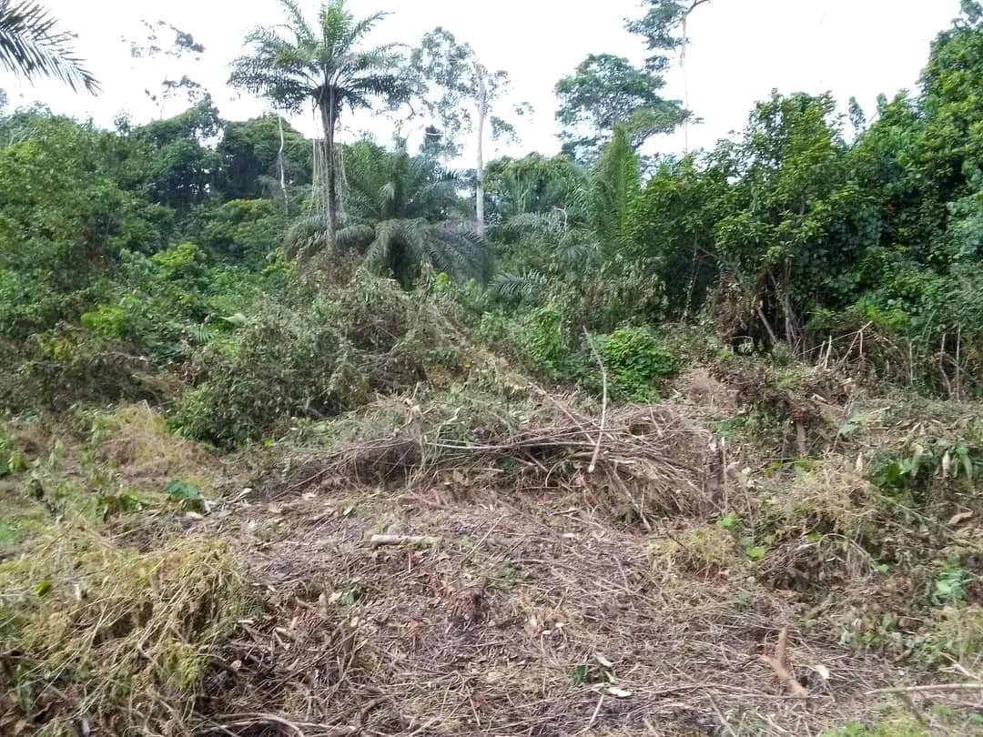 Programme  d’investissement pour la foret et  la restauration  des savanes  « PIFORES » 